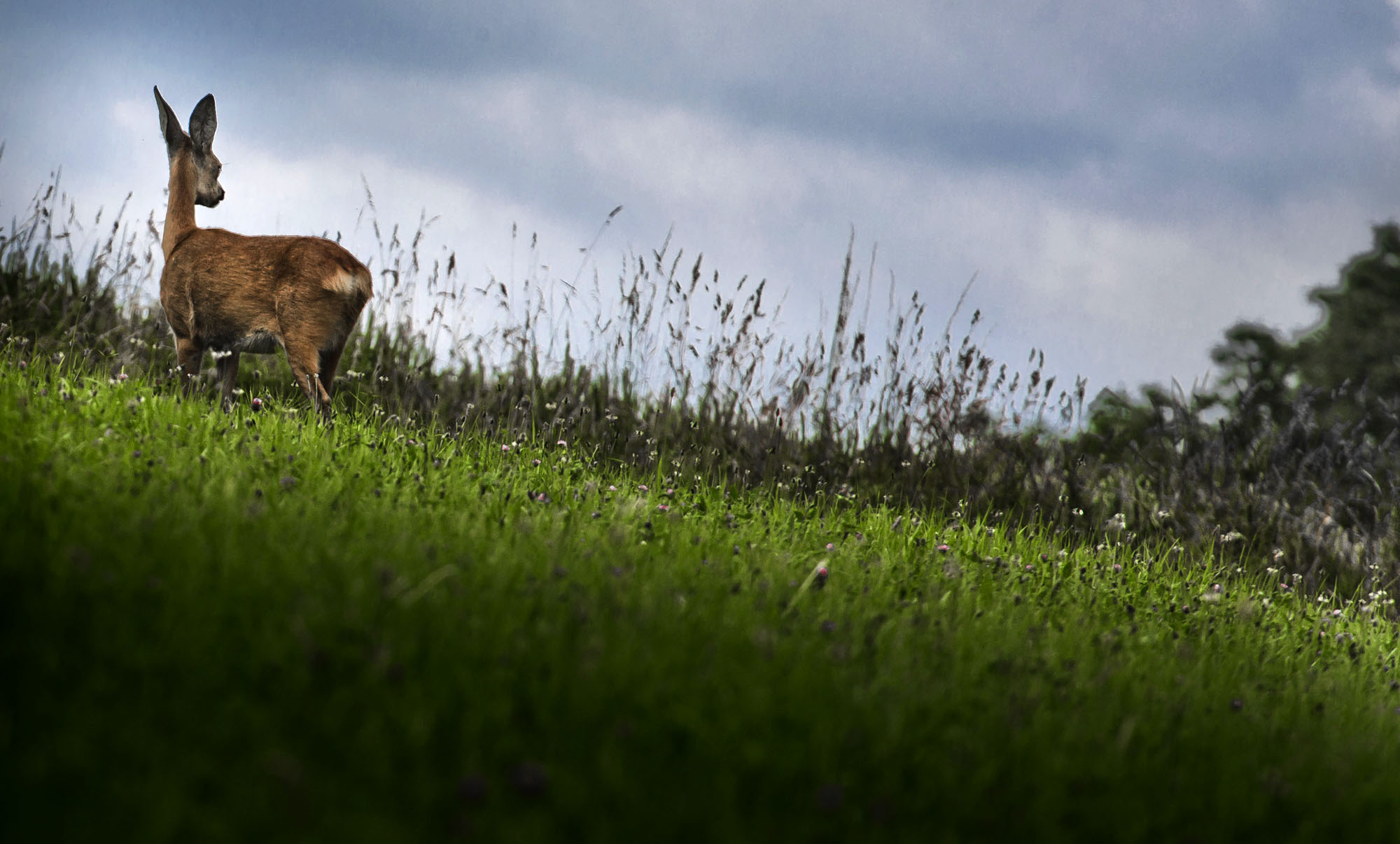 Hidden Life in a City