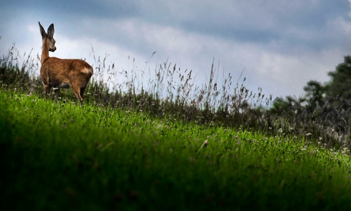 Hidden Life in a City