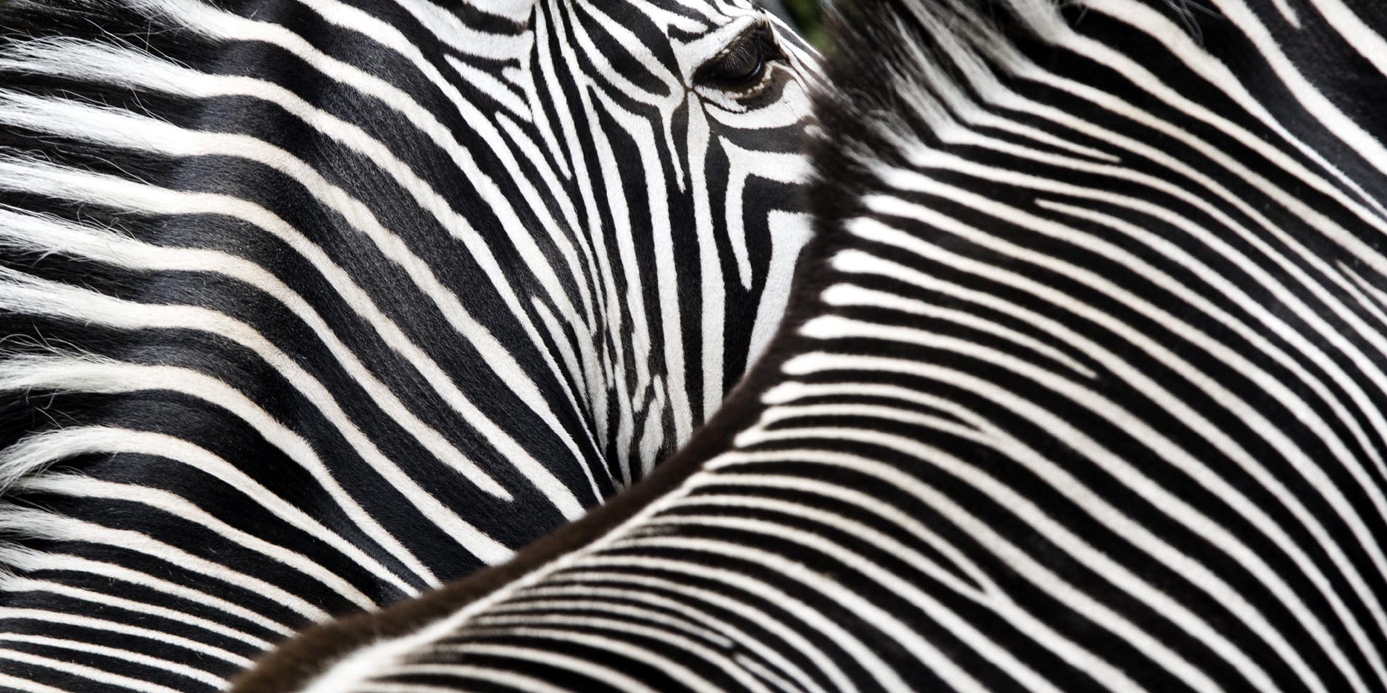 Zebra Classic