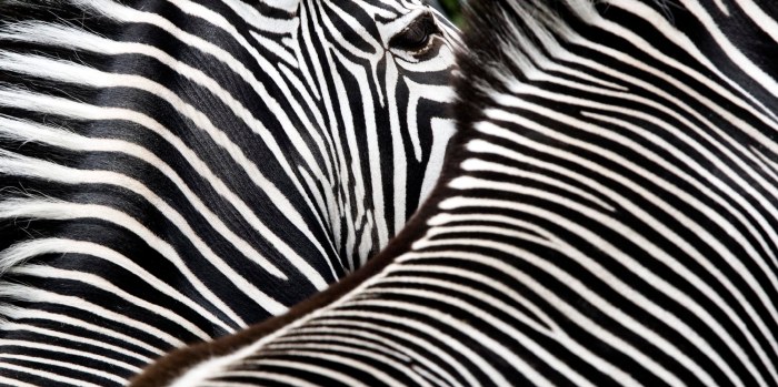 Zebra Classic