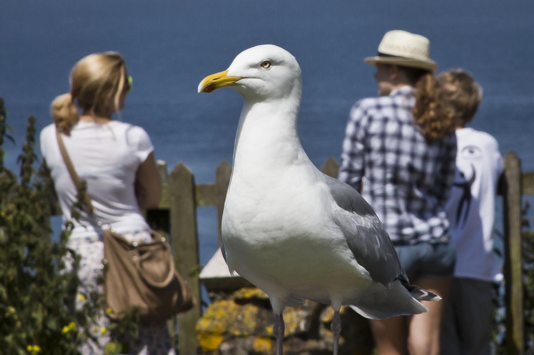Giant Gull