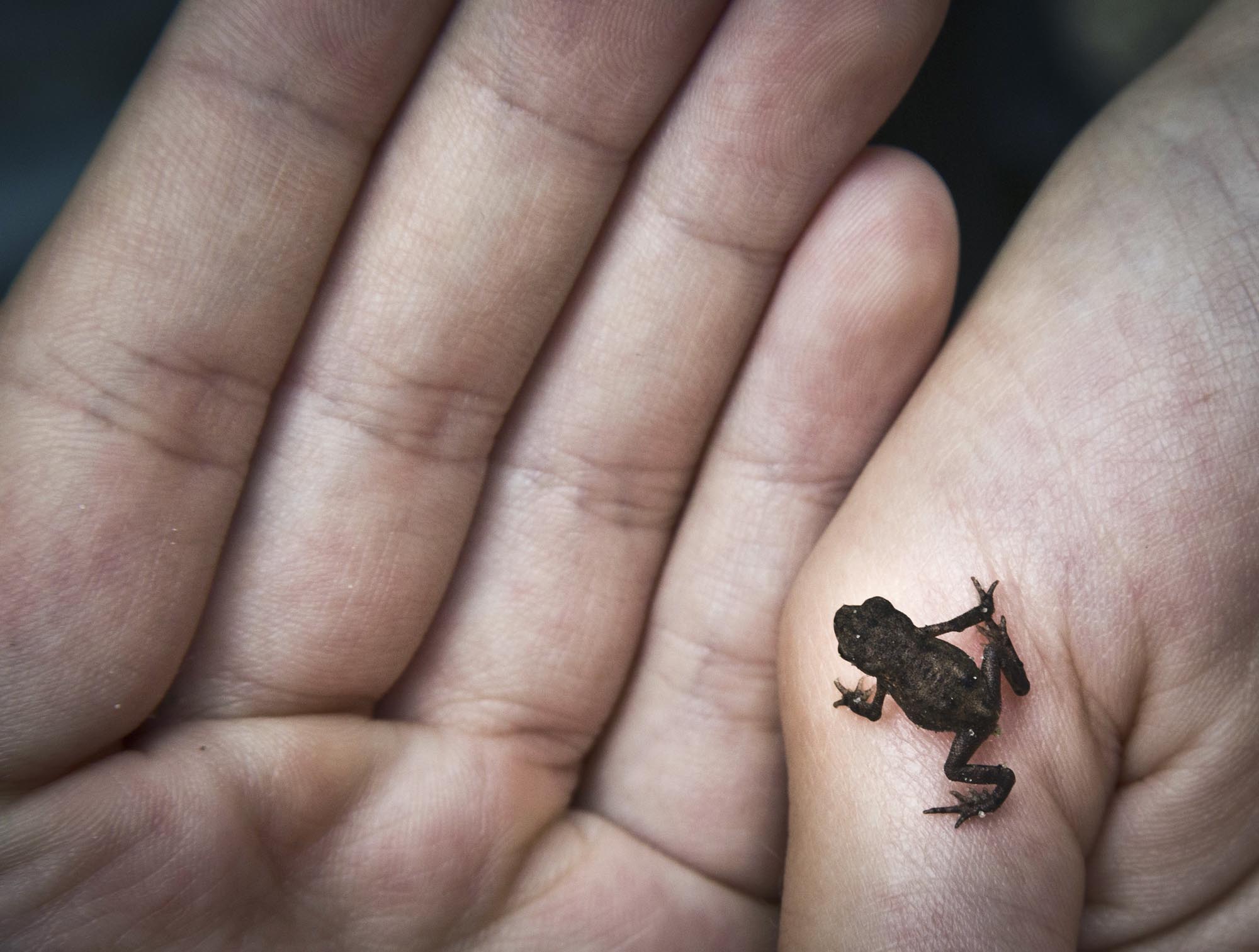 Small Frog - Big Leap