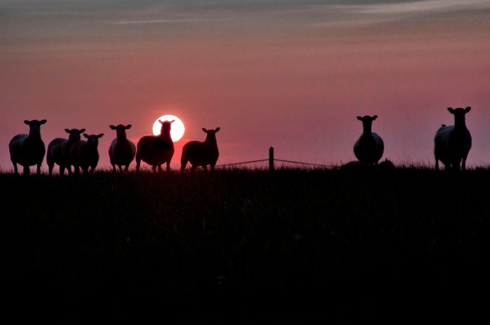 Sheep Silhouettes