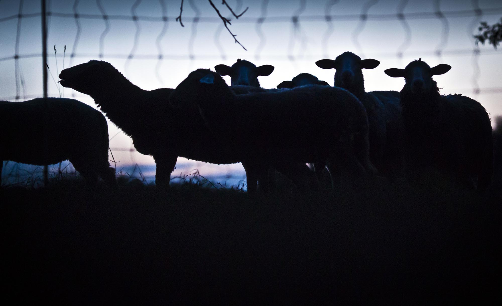 Sheep about to sleep