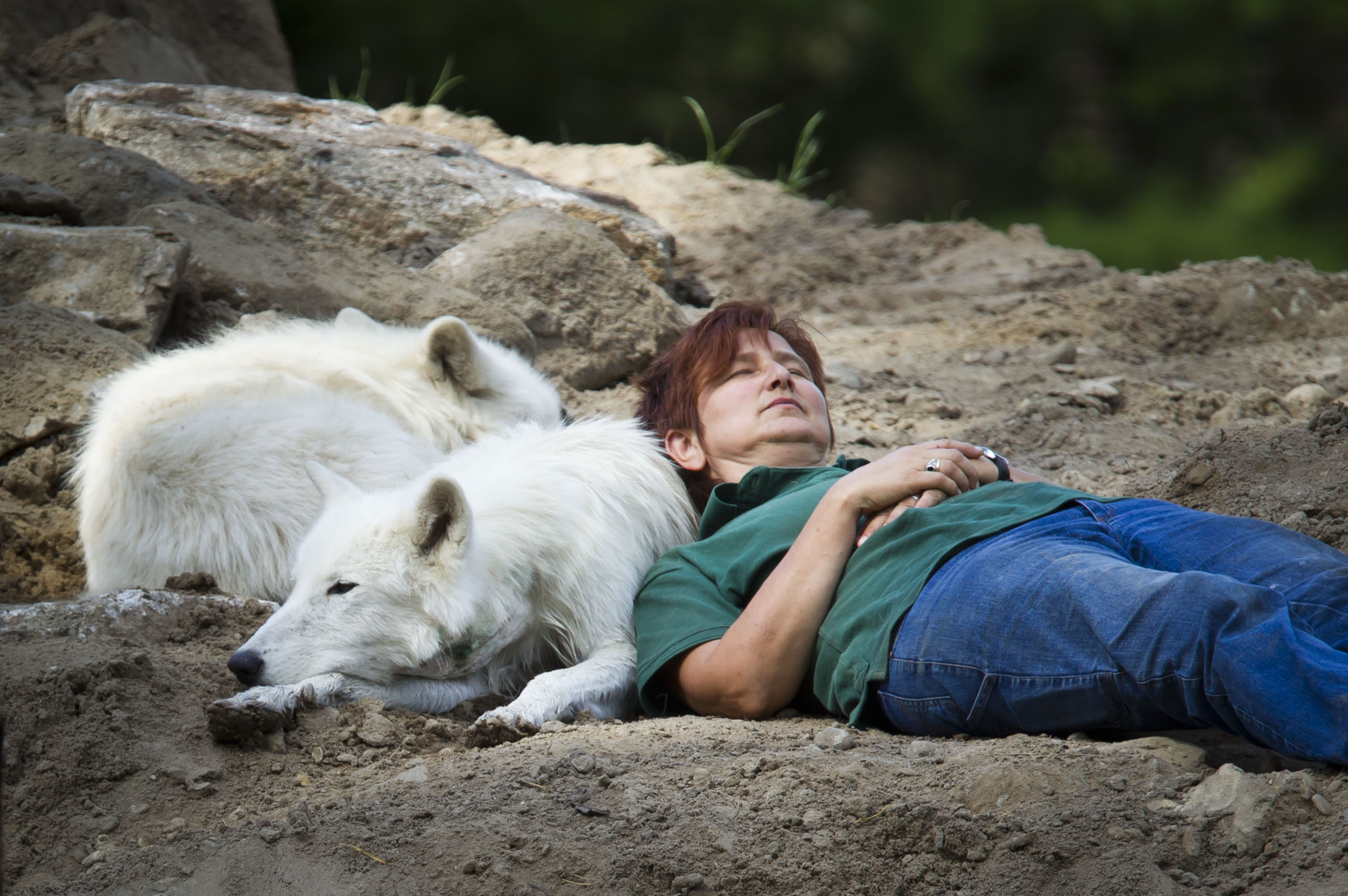 Resting with a Wolverine