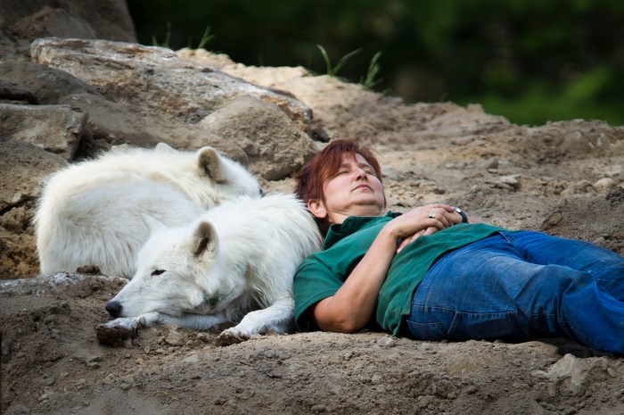 Resting with a Wolverine