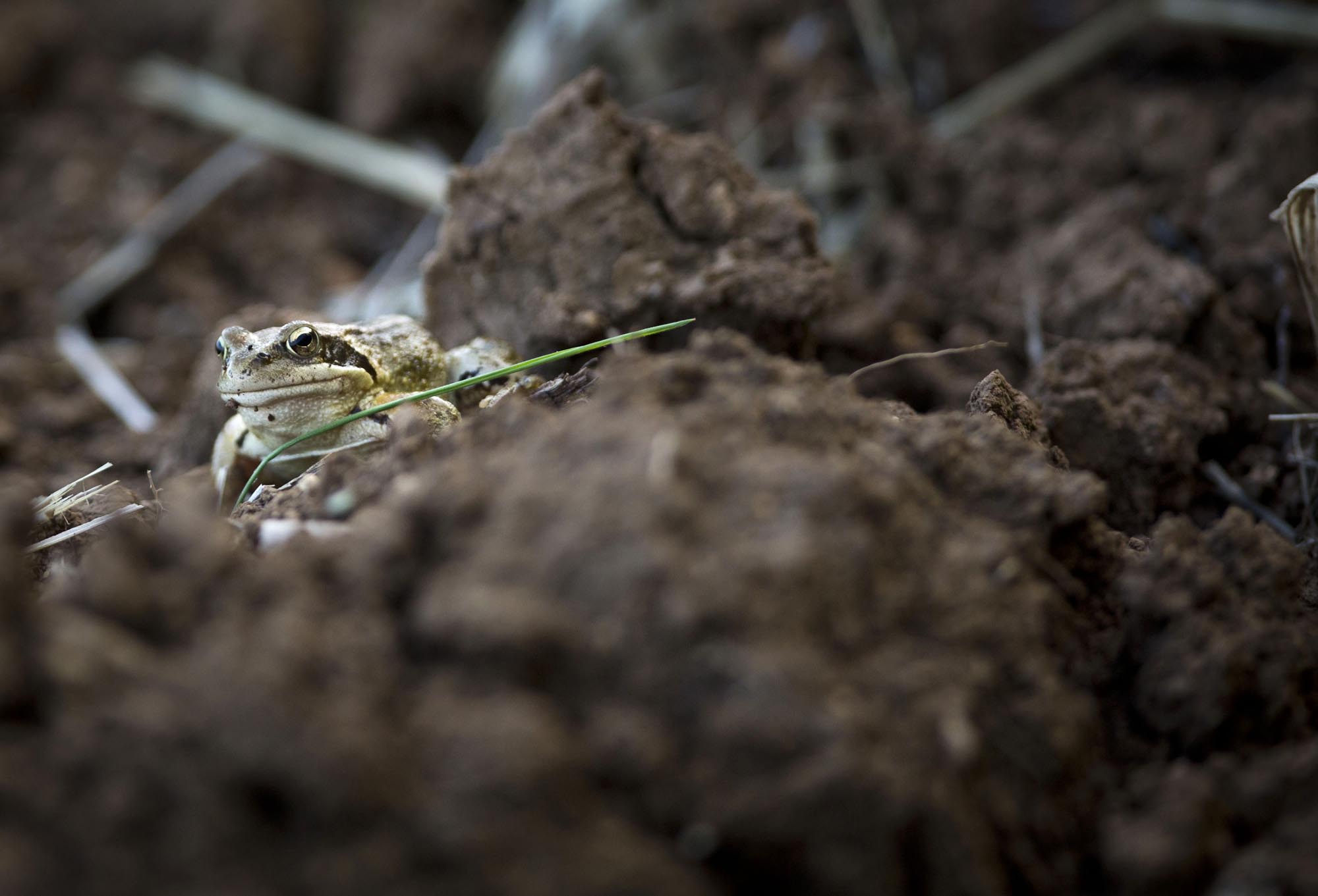 New Frog on the Blog