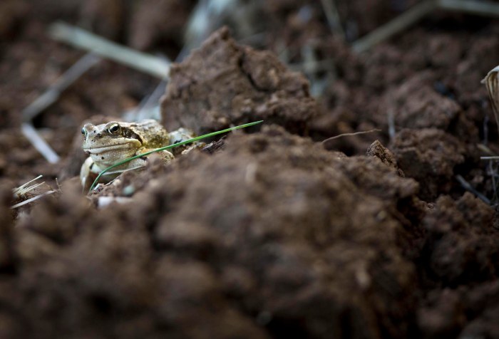 New Frog on the Blog