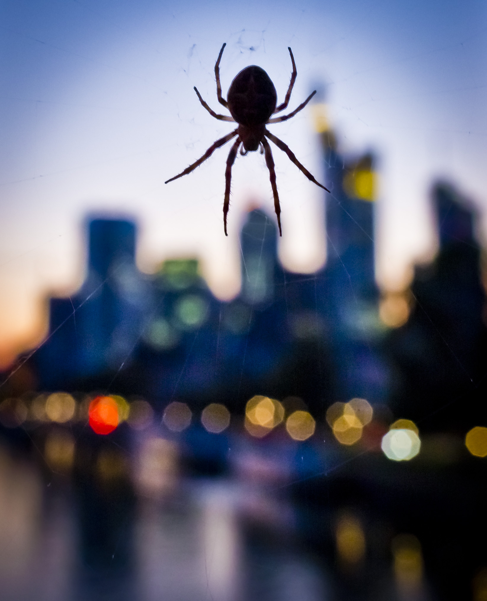 Spider over the City