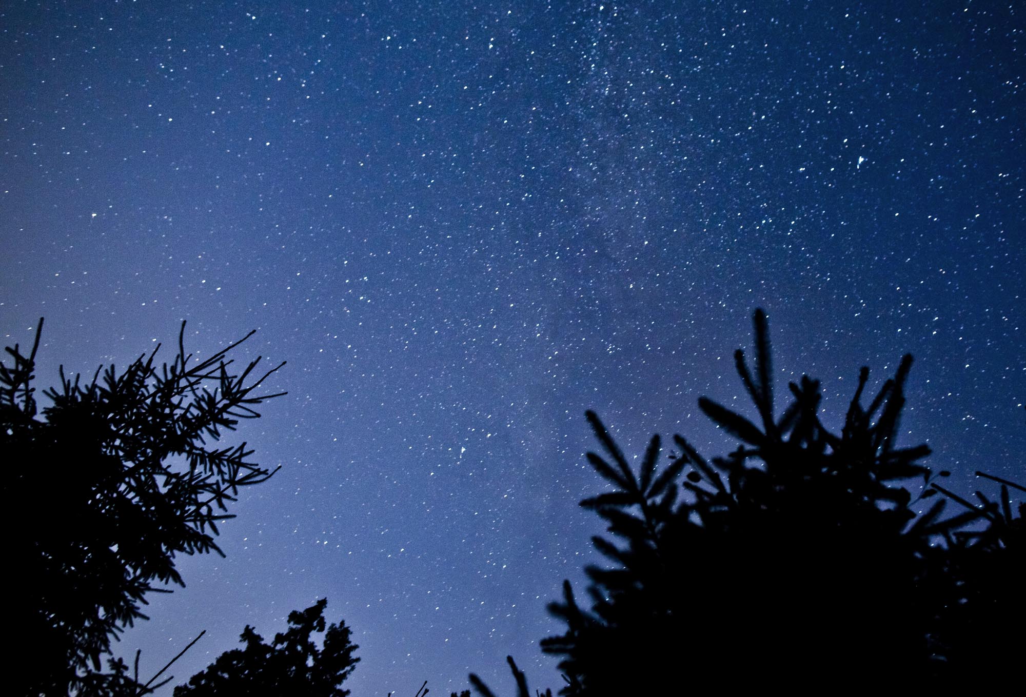 A Night in the Woods