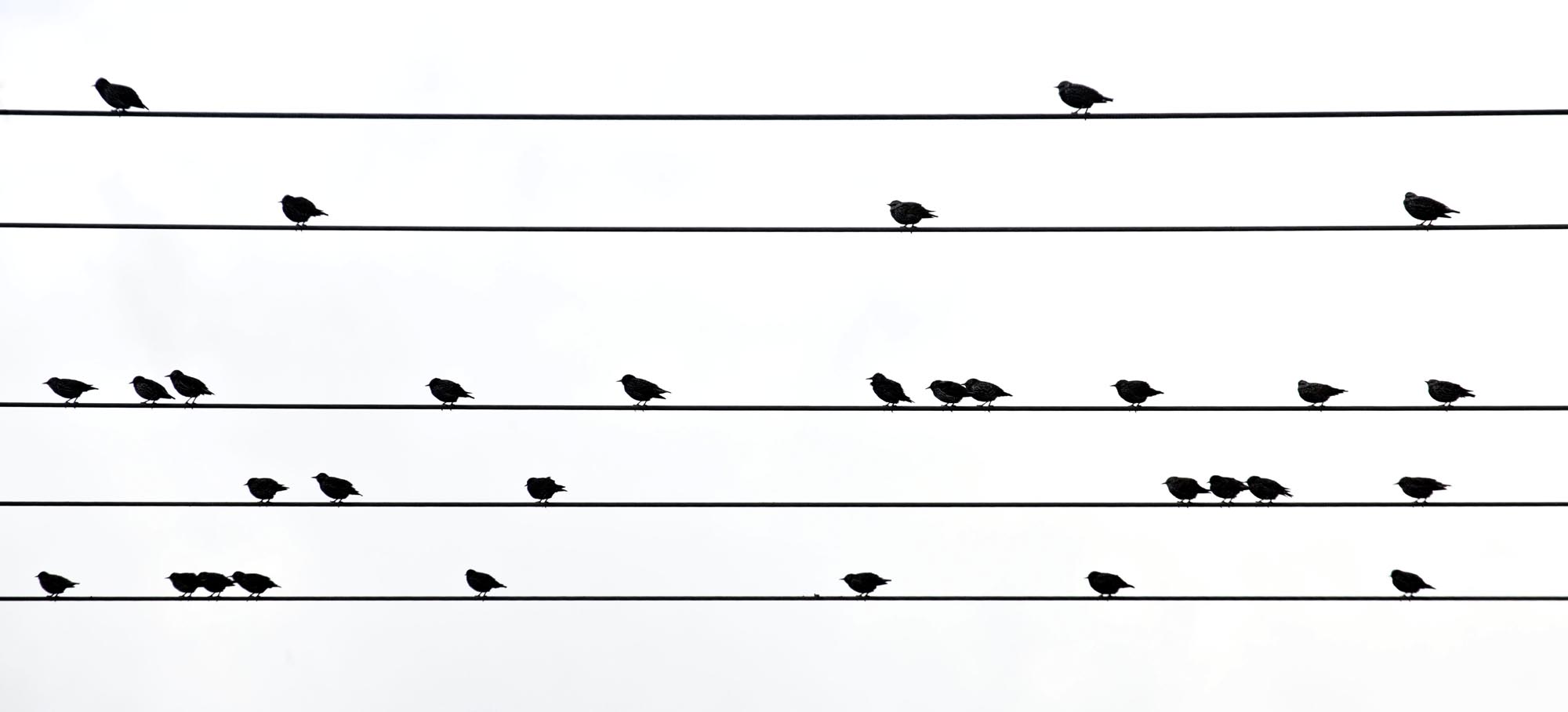 Birdsong on Staves
