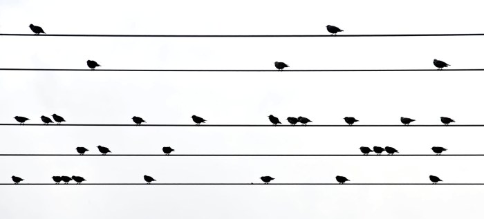 Birdsong on Staves