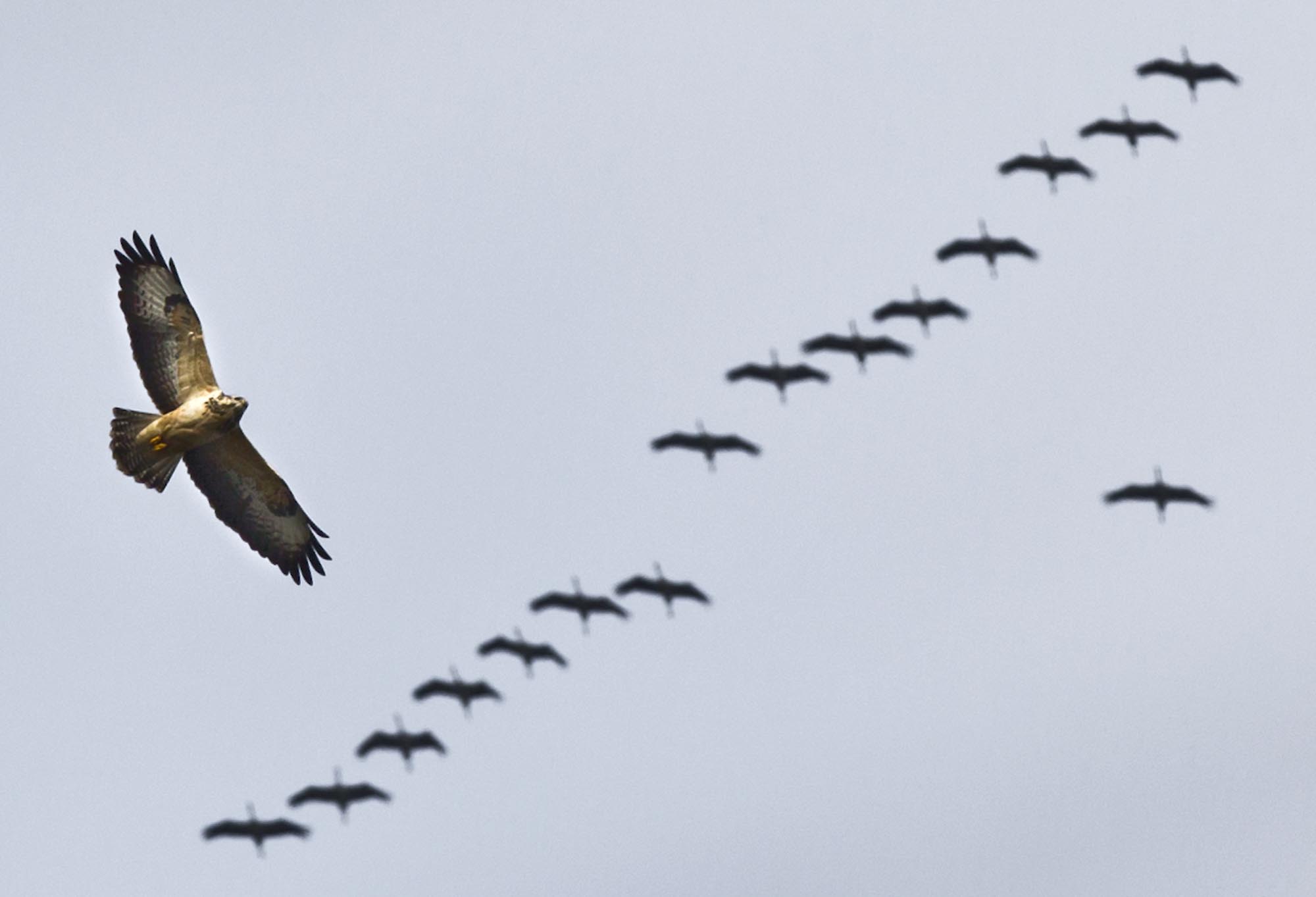 Cranes and a Buzzard