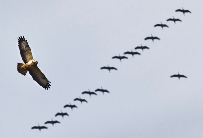 Cranes and a Buzzard