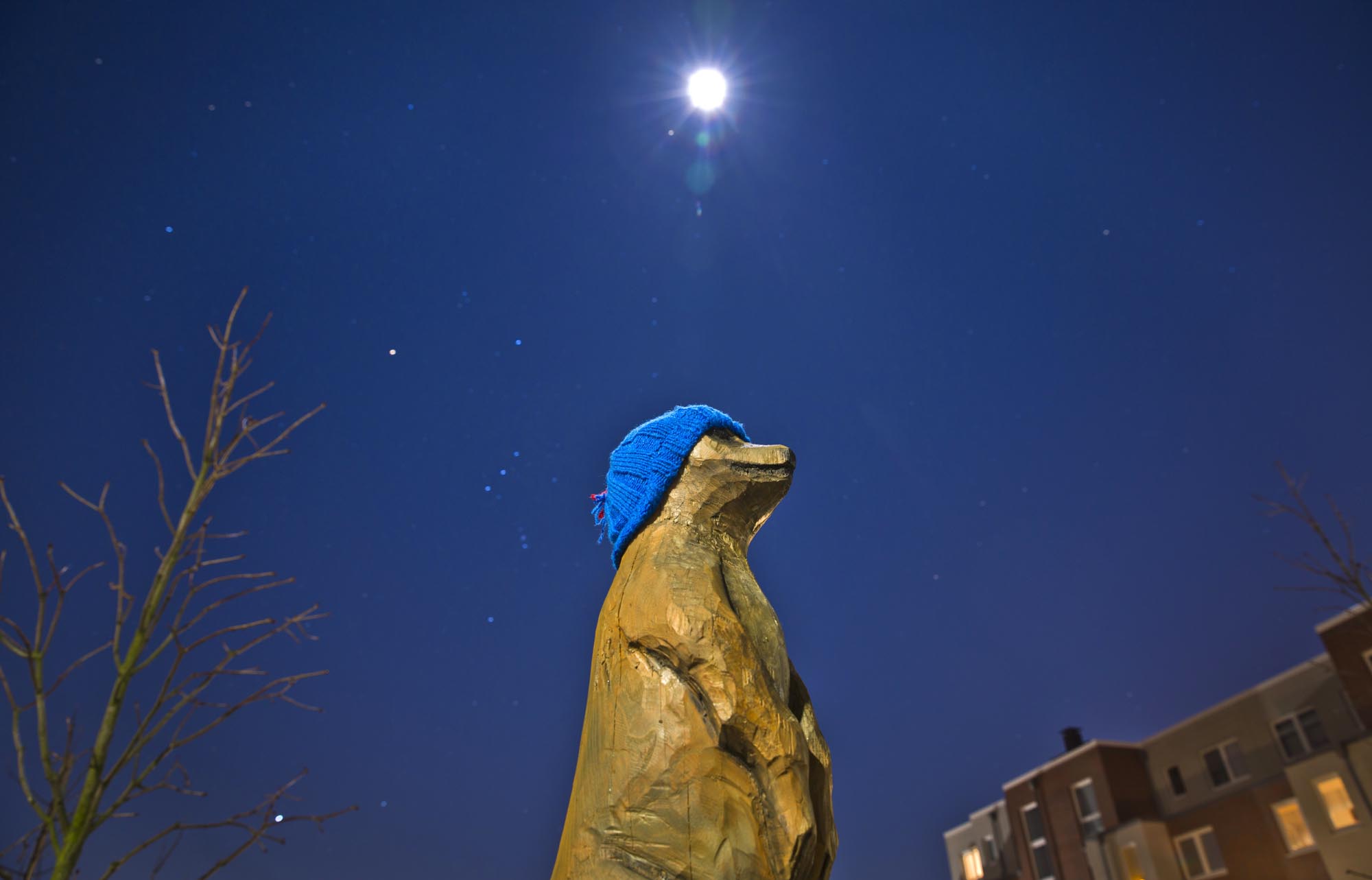 Freezing Prairie Dog and Urban Knitting