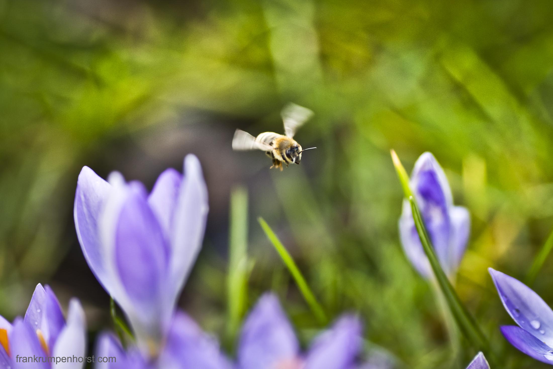 Warm Winter - Early Bee