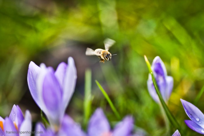 Warm Winter - Early Bee