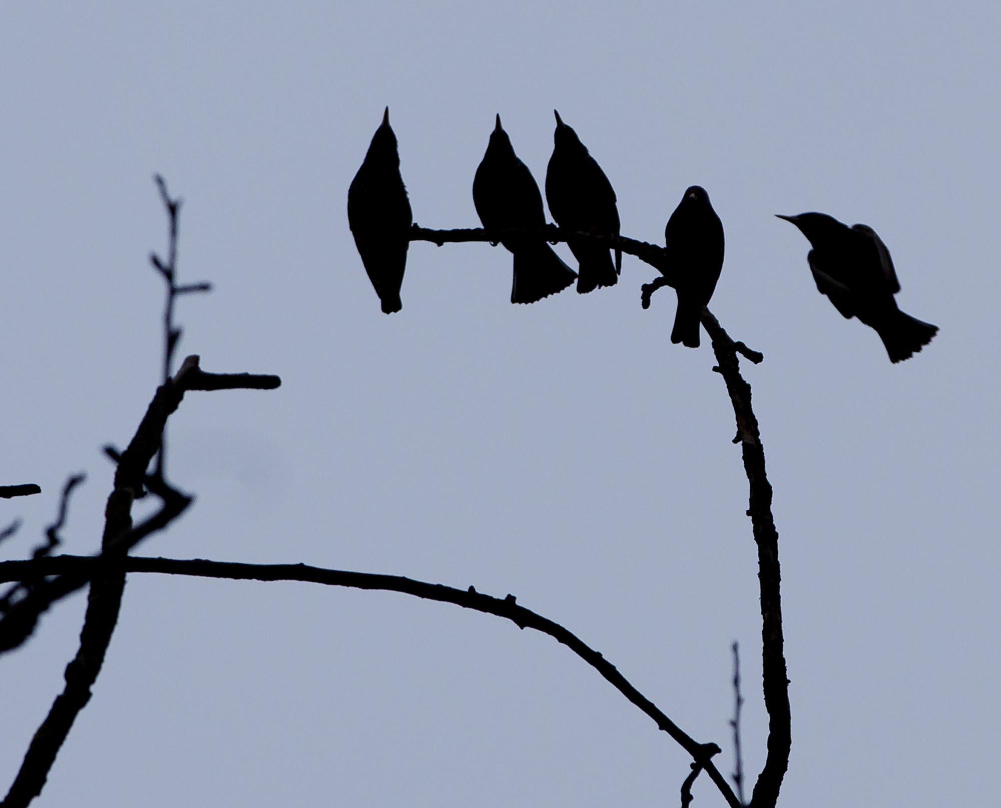 Room for Four or More