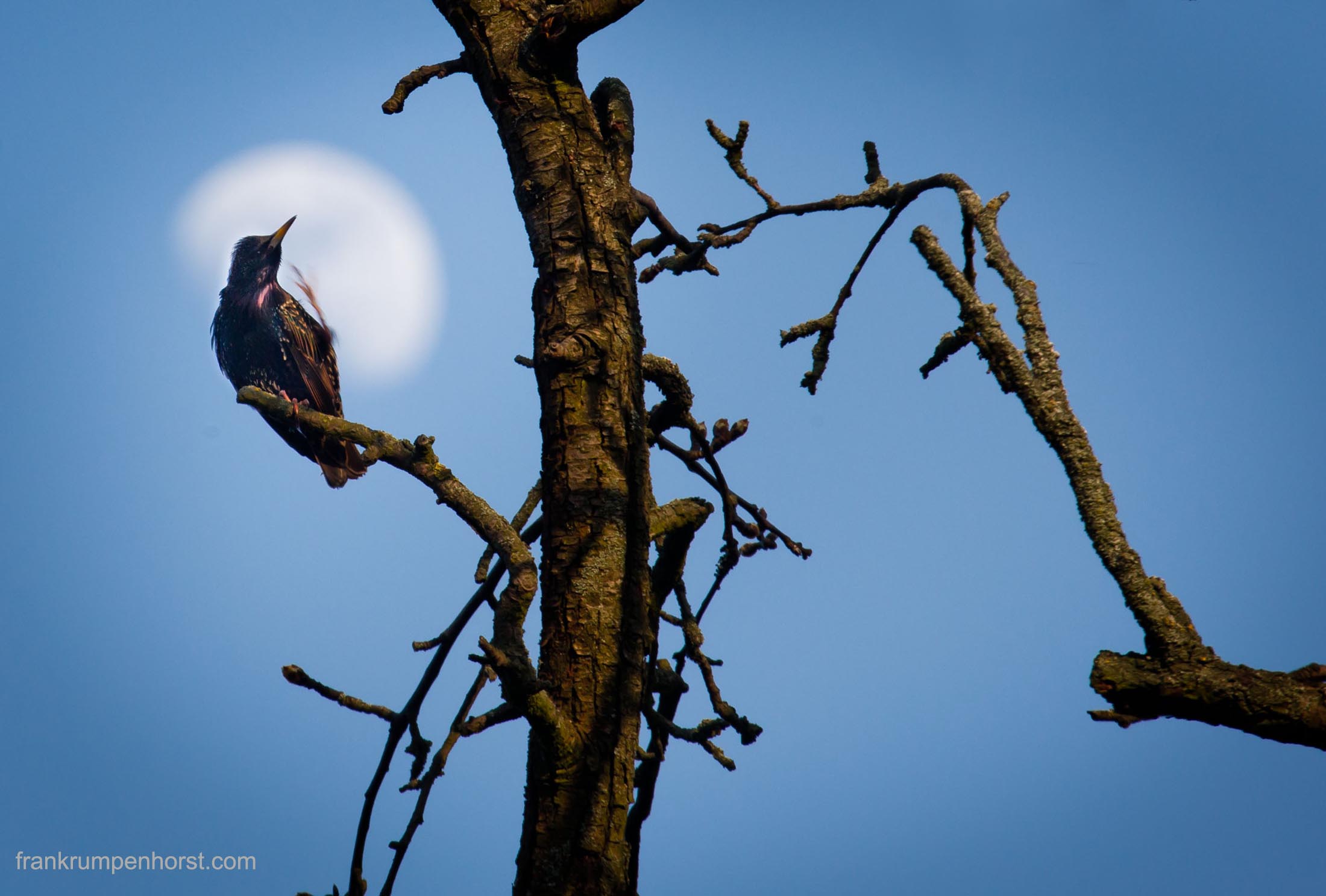 Plumage Cleaning on front of the Moon
