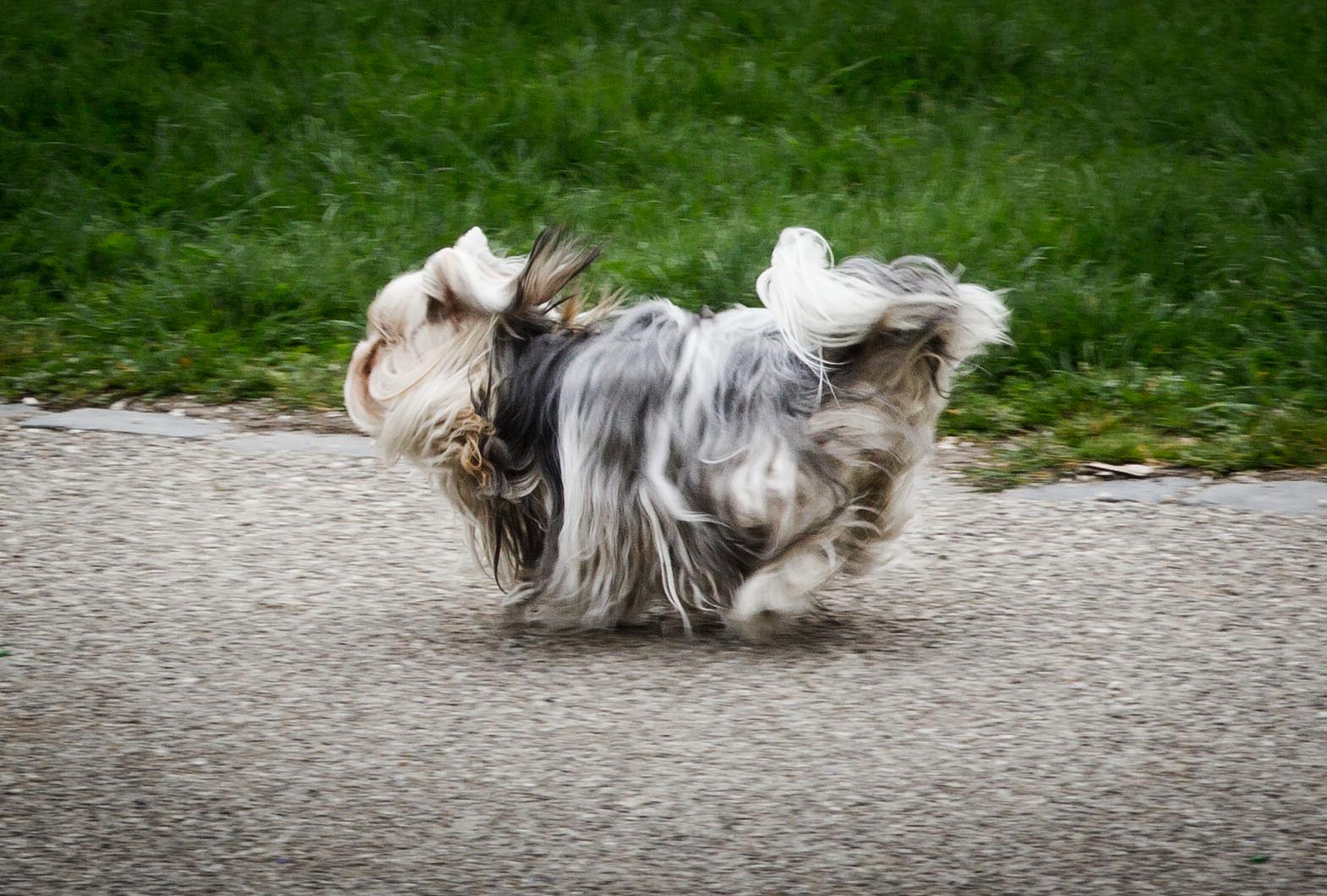 Competition of the Day II