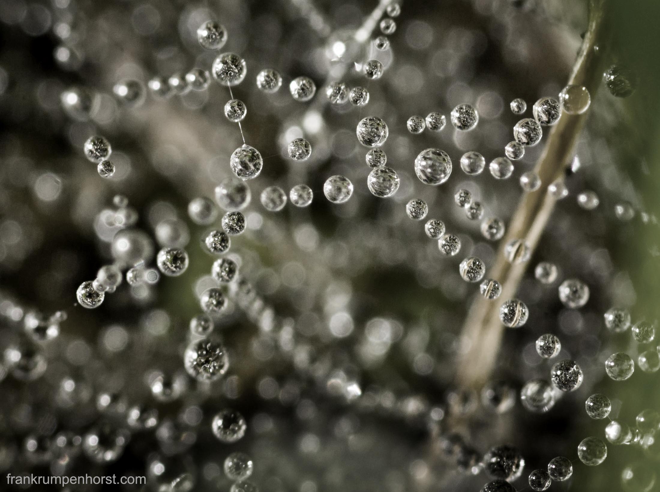 Pearls of Dew