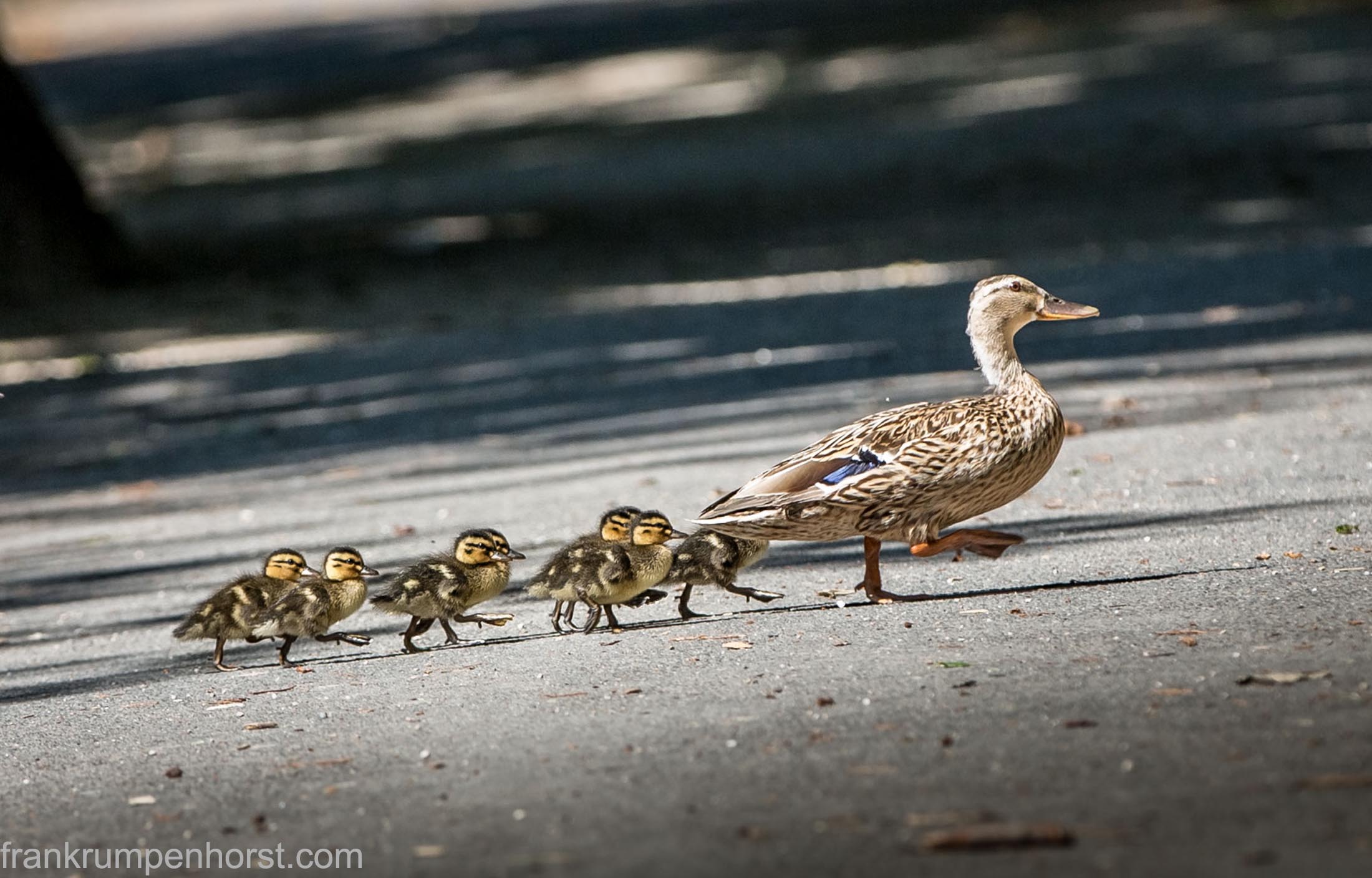 Duck Procession