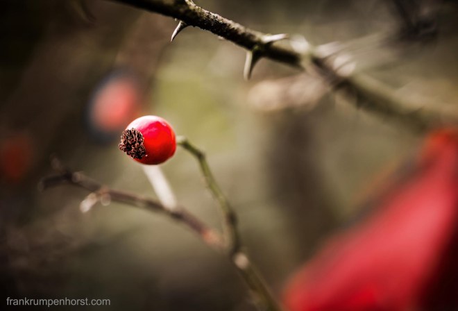 rose hip