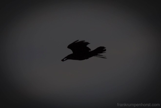 darkbird