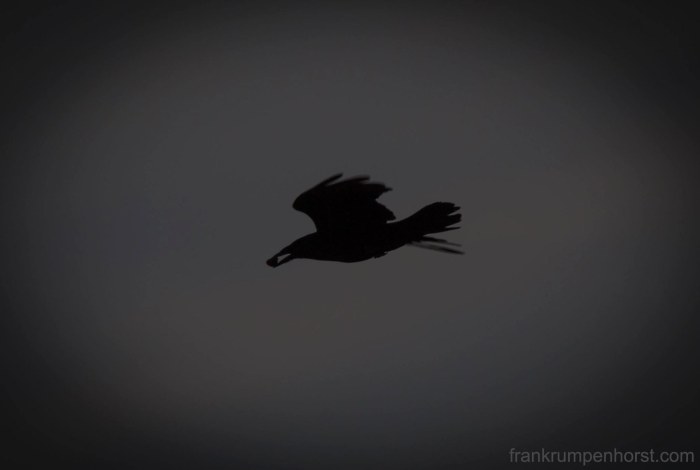 darkbird