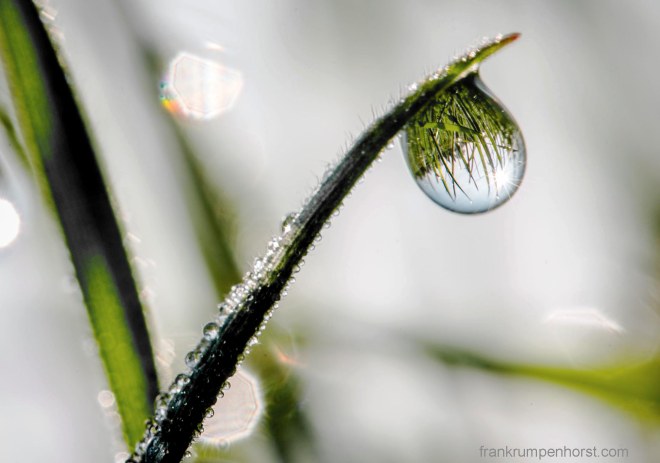 dewdrop