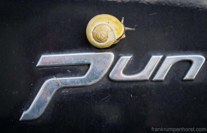 punsnail