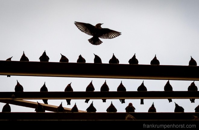 starlings2