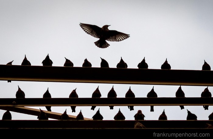 starlings2