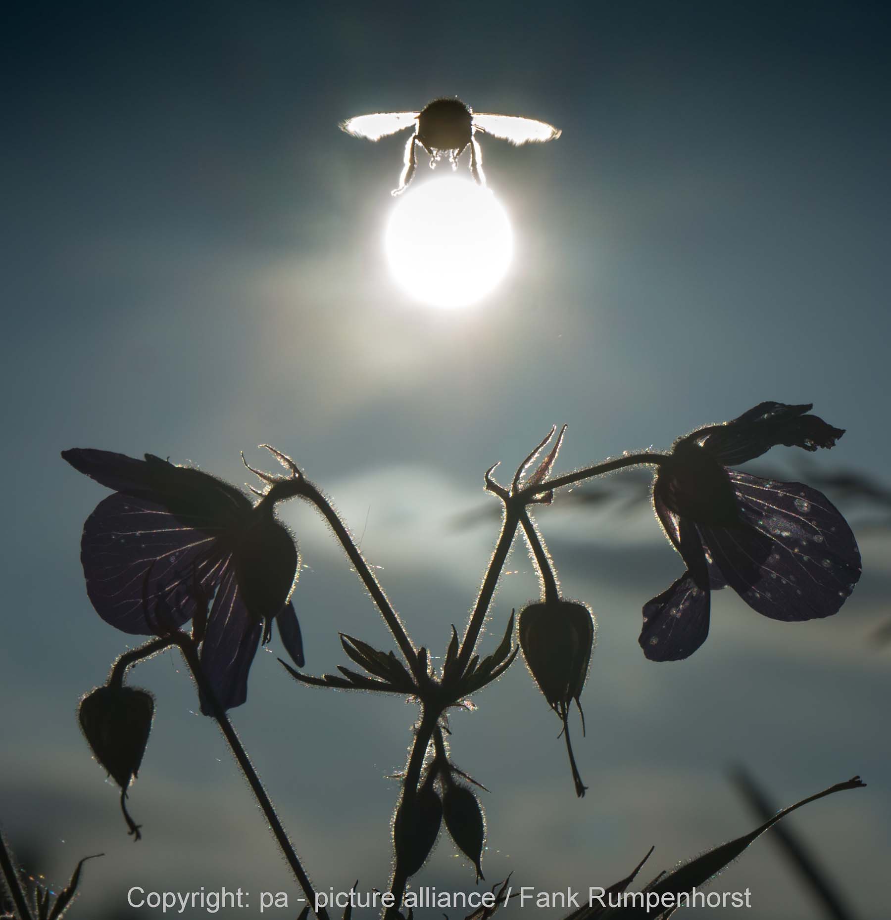 MOBI, 10.06. - Sonnenhummel