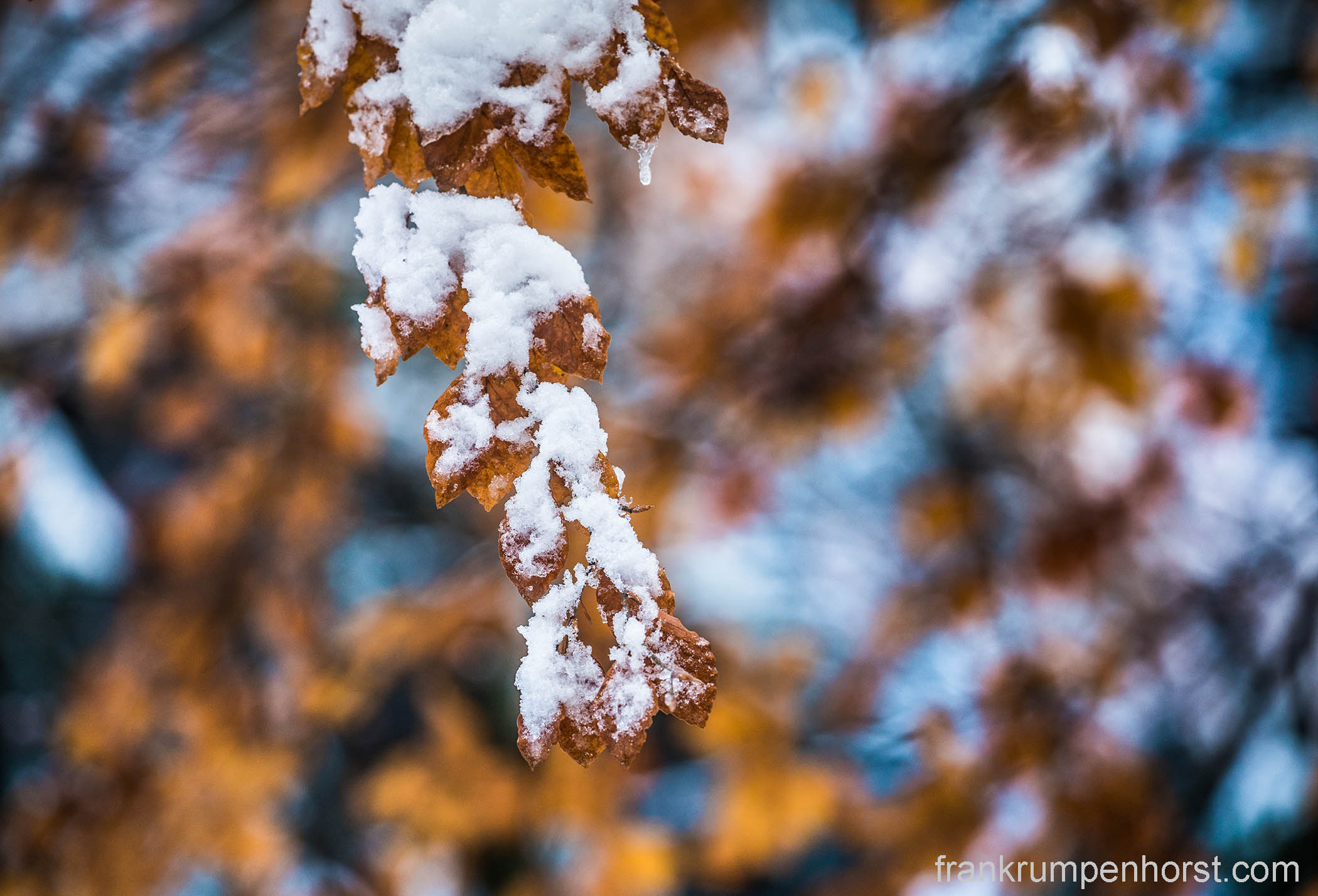 autumnsnow